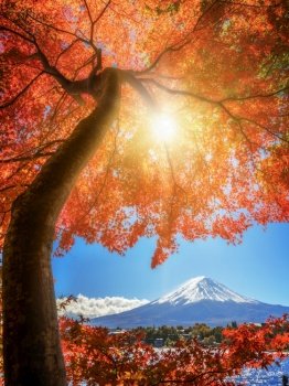 Colorful Autumn in Mount Fuji, Japan - Lake Kawaguchiko is one of the best places in Japan to enjoy Mount Fuji scenery of maple leaves changing color giving image of those leaves framing Mount Fuji.. Mount Fuji in Autumn Color, Japan