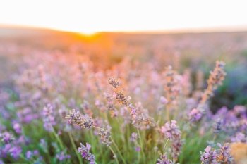 Violet lavender in the field on the sunset. Sunset over a violet lavender field outdoors