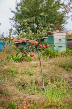 Apples on the tree in the orchard. Young tree. Cultivation of organic fruits.. Apples on the tree in the orchard. Young tree.