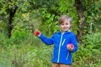 Beautiful boy with an organic apple in the garden. The concept of harvest.. Beautiful boy with an organic apple in the garden.