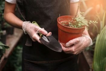 Female gardener’s hands in gloves holding pot with plant and shovel.
