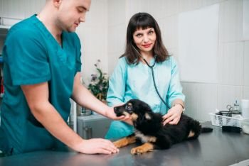 Professional veterinarians examining dog, veterinary clinic. Vet doctors working, treatment a sick dog