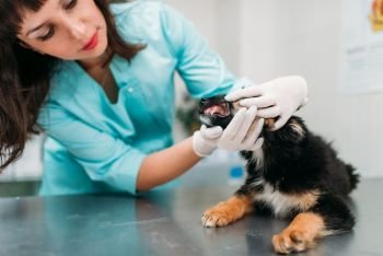 Female veterinarian examining dogs mouth, veterinary clinic. Vet doctor, treatment a sick dog
