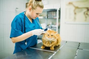Professional veterinarians looks at the cats ears, veterinary clinic. Vet doctors working in aAnimal hospital