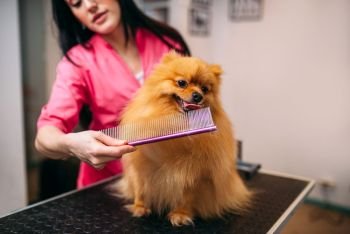 Pet groomer with comb, dog washing in grooming salon. Professional groom and hairstyle for domestic animals