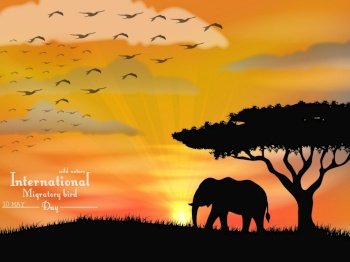 African elephant with flying birds on sunset sky.Vector