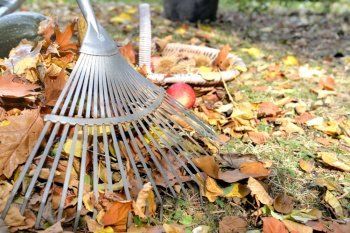 close on a rake and leaves on a garden 
