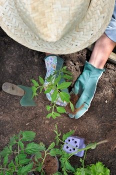 top view on a woman wearing a straw hat planting vegetable in garden 