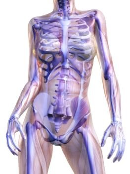 Digital Visualization of Human Anatomy