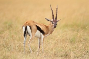 A beautiful view of a thompson’s gazelle in the middle of a field covered with grass. Beautiful view of a thompson’s gazelle in the middle of a field covered with grass