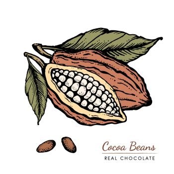 Cocoa beans Vintage Hand drawn retro sketch illustration. Chocolate cocoa powder bean, tree branch, nuts, seeds and leaves. Vector for logo, labels, web design, decorative elements and more.. Cocoa beans Hand drawn vintage engraved style sketch illustration