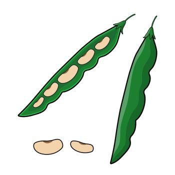 Pods of green bean and beans. String beans Vector illustration cartoon flat icon isolated on white background. Pods of green bean and beans. String beans Vector illustration