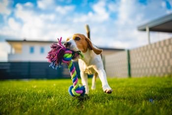 Beagle dog fun in garden outdoors run and jump with ball towards camera. Dog background.. Beagle dog fun in garden outdoors run and jump with rope towards camera