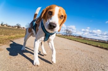 Beagle dog on rural road. Sunny day landscape copy space . With dog on a walk.. Beagle dog on rural road. Sunny day landscape copy space .