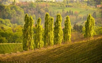 Poplar trees wine street area south Styria , wine country in spring. Tourist destination. Green hills and crops of grapes.. Five Poplars in sun, wine street area south Styria , wine country. Tourist destination
