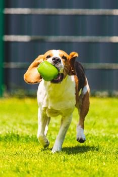 Beagle dog jumping and running with a toy in garden, towards the camera. Vertical photo. Beagle dog running with a toy in garden, towards the camera