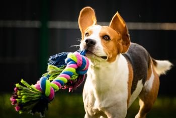 Beagle dog runs in garden towards the camera with colorful toy. Sunny day dog fetching a toy.. Beagle dog runs in garden towards the camera with colorful toy.