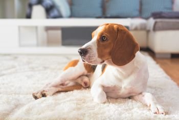 Beagle dog tired on a carpet floor. Dog themed background.. Beagle dog tired on a carpet floor