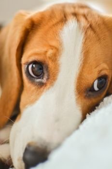 Beagle dog sad cute eyes closeup