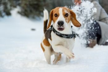 Beagle dog running on the snow and having fun with girl