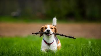 Dog Beagle with a stick on a green field in a spring walks towards camera. Beagle dog in a field with stick