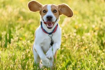 Dog running through green meadow in summer sun towards the camera.. Beagle dog running outdoors