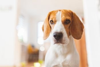 Portrait of purebred beagle dog sitting on couch in living room. Head closeup in bright room. Pet concept. Portrait of purebred beagle dog sitting on couch in living room. Head closeup in bright room.