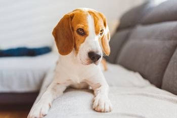 Beagle dog lying on sofa in cozy home. Indoors background. Beagle dog lying on sofa in cozy home. Bright interior
