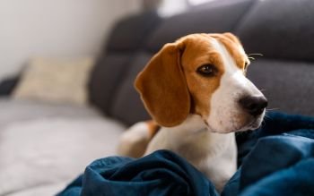 Beagle dog sad eyes big nose. Portrait, Copy space. Pet at home.. Beagle dog sad eyes big nose. Portrait, Copy space