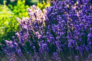 Lavender flowers colorfull background. warm sunny scenery. Lavender flowers colorfull background