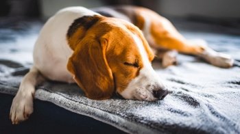 Beagle dog sleeping on a sofa resting during summer heat wave. Sun rays coming through window. Copy space. Beagle dog sleeping on a sofa. Copy space