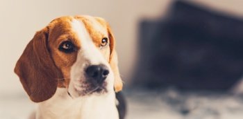 Portrait of beagle dog with blurry background and copy space on right