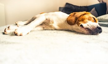 Dog sleeping on sofa in bright room on blanket. Copy space portrait background. Dog sleeping on sofa in bright room on blanket. Copy space