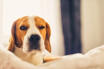Beagle dog tired sleeps on a cozy bed. Dog raises his head with one eye half opened. Funny canine. Beagle dog tired sleeps on a cozy bed. Dog raises his head with one eye half opened.