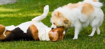 Two dogs playing on a green grass outdoors. Beagle dog with white pomeranian spitz. Pets outdoor concept.. Two dogs playing on a green grass outdoors. Beagle dog with white pomeranian spitz