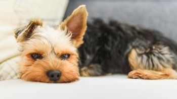 The Yorkshire Terrier slipping on a couch, sofa. Small dog concept.. The Yorkshire Terrier slipping on a couch, sofa. Small dog concept