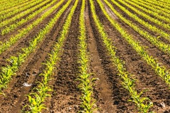 Organically cultivated corn in a field, depicting corn growing. Cultivated field, ploughed rows in pattern. Organically cultivated corn in a field