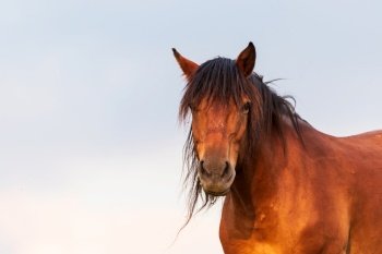 Portrait of a horse standing with his back to the sun at sunset on the field