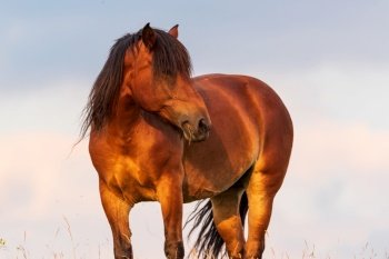 Portrait of a horse standing with his back to the sun at sunset on the sky background