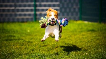 Beagle dog jumping and running like crazy with a toy in a backyard towards the camera. Beagle dog jumping and running like crazy with a toy in a outdoor towards the camera