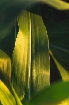 Green growing leaves of maize in a field. Background. Green growing leaves of maize in a field.