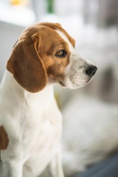 Beagle dog portrait in bright interior Canine theme. Beagle dog portrait in bright interior