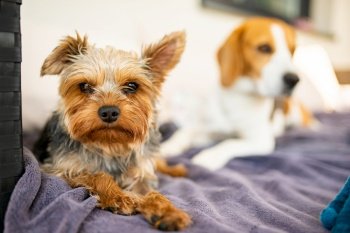 Adorable yorkshire terrier on the garden sofa with beagle dog in background. Small dog portrait.. Adorable yorkshire terrier on the garden sofa with beagle dog in background.