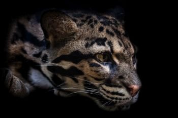 Portrait of beautiful Clouded Leopard isolated on black background.  Leopard cat on a darkness (Neofelis Nebulosa).