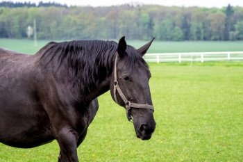 Black kladrubian horse with halter on green meadow.. Black kladrubian horse with halter on green meadow