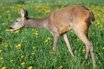 Roe deer in grass, Capreolus capreolus. Wild roe deer in spring nature.. Roe deer in grass, Capreolus capreolus. Wild roe deer in spring nature