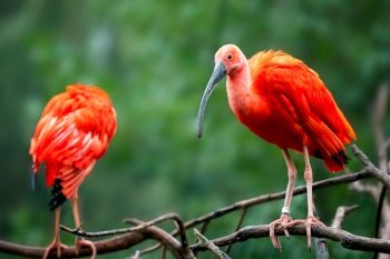 Eudocimus ruber on tree branch. Four bright red birds Scarlet Ibis.. Eudocimus ruber on tree branch. Four bright red birds Scarlet Ibis