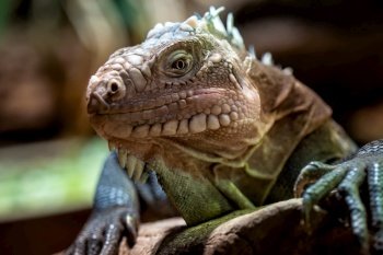 Lesser Antillean iguana, a critically endangered large arboreal lizard.. Lesser Antillean iguana, a critically endangered large arboreal lizard