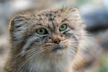 Manul or Pallas’s cat, Otocolobus manul, cute wild cat from Asia.