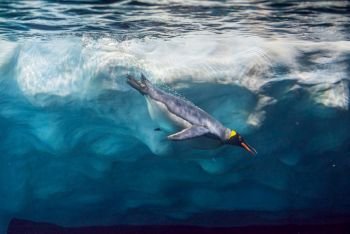 Penguin diving under ice, underwater photography .. Penguin diving under ice, underwater photography.